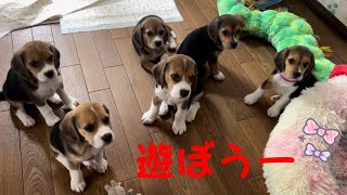 [ビーグル]子犬たちの1日(ルビー)