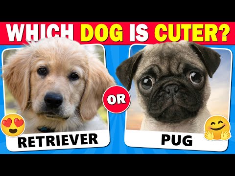 Choose the CUTEST Dog! 🐶 (Which Dog is Cuter?) 😍