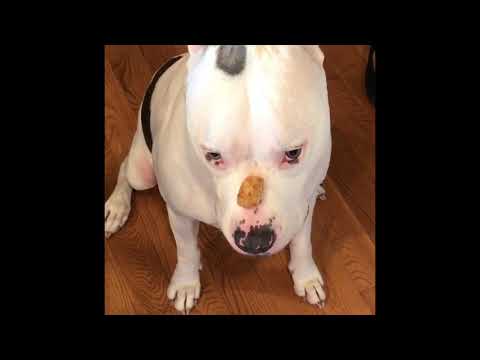 Rescue Pitbull Performs Statue Trick for Tater Tot