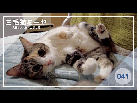 【猫好き必見！癒しの三毛猫動画】飼い主と一緒に遊びたい♪三毛猫ミーヤちゃん