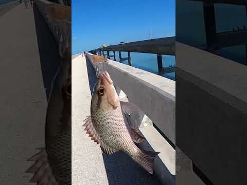 Eating What I Catch from the 7 Mile Bridge! 🎣