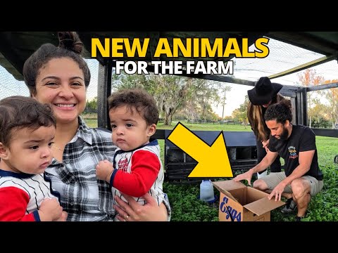 WE BOUGHT MORE ANIMALS FOR THE FARM