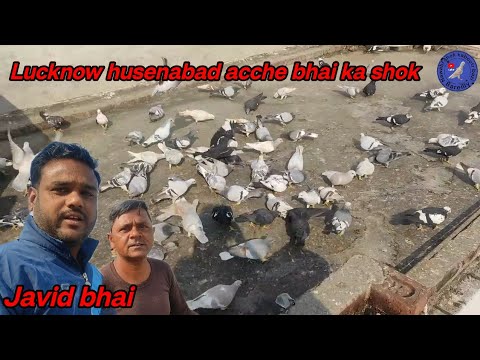 Lucknow husenabad acche bhai ka shok Javid bhai urban pigeon