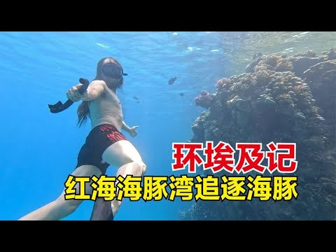 环游埃及，到红海海豚湾追逐海豚，狂追不舍捕捉到唯美的画面！