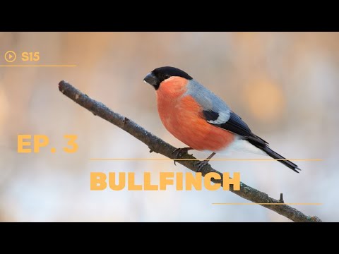 WBP Ep. 3 - Birds around the feeder! ( S15 ) | WILD BIRDS PROJECT #wildlife