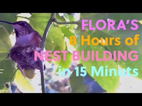 Flora's 8 hours of Nest Building in 15 minutes 11/12/2022