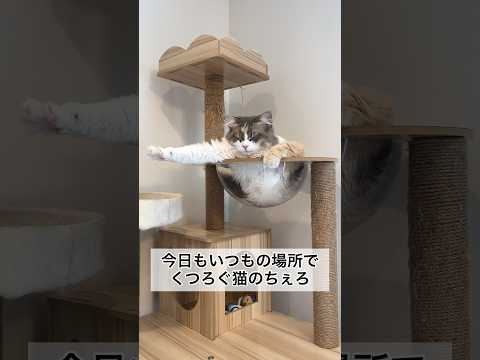 いつもの場所でくつろぐ猫のちぇろ #shorts #cat