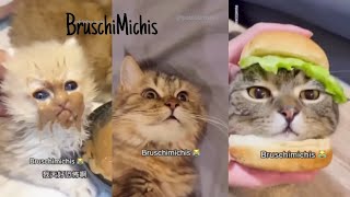 Recopilación De Los BruschiMichis😹😹 - Vas A Morir De La Risa😹😹😹