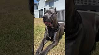 My Cane Corso Knows When the Camera is On! 🐾❤️ #TreyandDuke