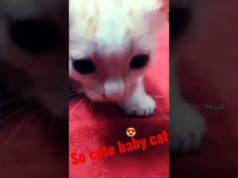 so cute baby cat #viral #shortvideo #cat #pets #love