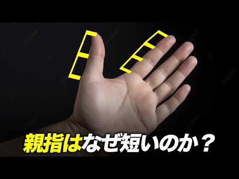 親指が他の指より短い理由！でも本当は短くないって知ってた？