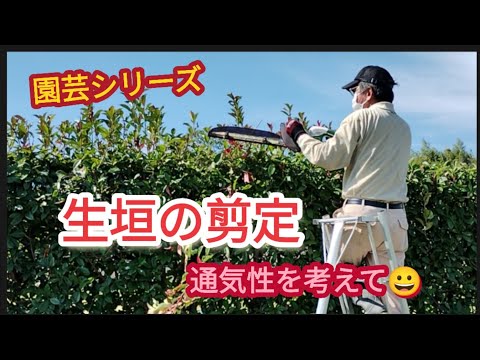 【生垣の剪定】風通しを一番に考えて【園芸シリーズ】