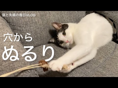 猫と夫婦の毎日VLOG#482 珍しく2匹で遊べた！！！！