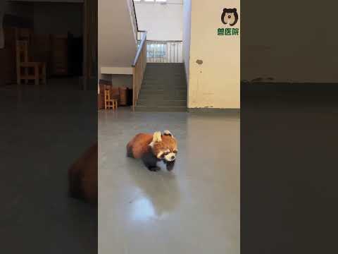 Take a walk with the red panda