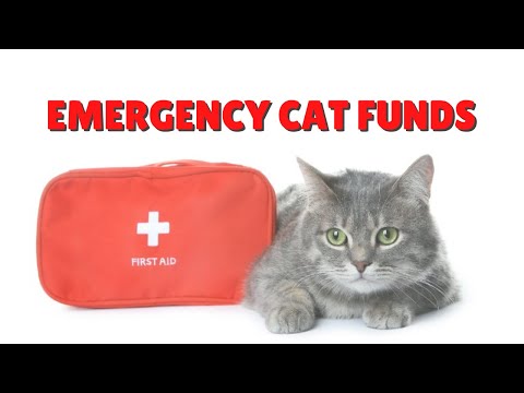 Emergency Funds For Your Cats | Two Crazy Cat Ladies