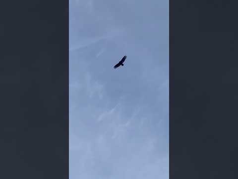 What are these birds? Turkey Vultures? | Horizons_視野 | wildlife | animals | flying birds