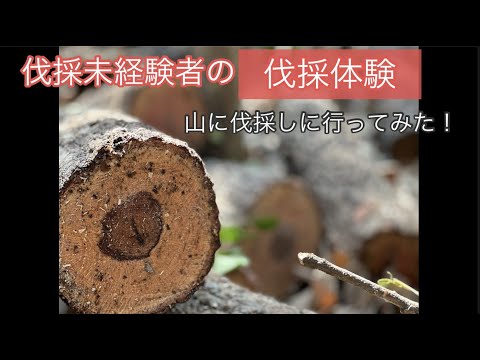 山に伐採しに行ってみた！伐採未経験者の伐採体験！クヌギの木を伐採してみた！【29のりのり】