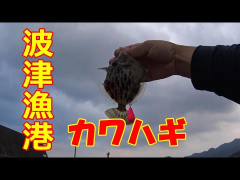 【福岡釣り】波津漁港で初めてのカワハギ釣りにチャレンジ！！【18釣目】　#カワハギ　#初心者　#波津漁港