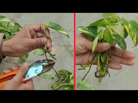 Money plant cutting grow in water | money plant ko ugane ka asan tarika