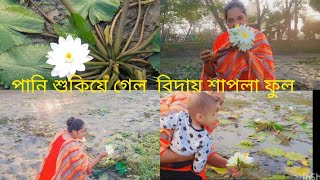 মাঠের পানি সব নেমে গেল এ শাপলা ফুল গাছগুলো আর থাকবে না 😂😂😂 // newvolg #nishebd #waterlily