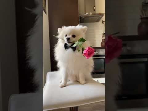 Cute dog 🐕🐕 with rose 🌹🥰