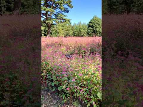 ルビーの里駒ヶ岳ガーデン（長野県上伊那郡宮田村）の満開の赤そば #高嶺ルビー の花畑に、旅する蝶 #アサギマダラ が遊びに来てくれました🦋