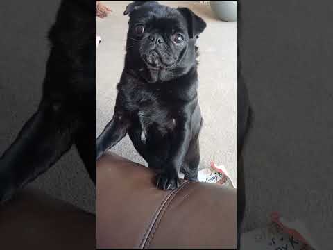 funny adorable needy pug demanding attention, life with dogs. give me attention funny pets. #pets