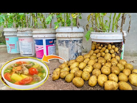 Smart method of growing potatoes with low price but high yield