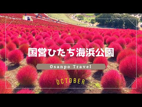 Introducing the red Kochia in Hitachi Seaside Park, Japan