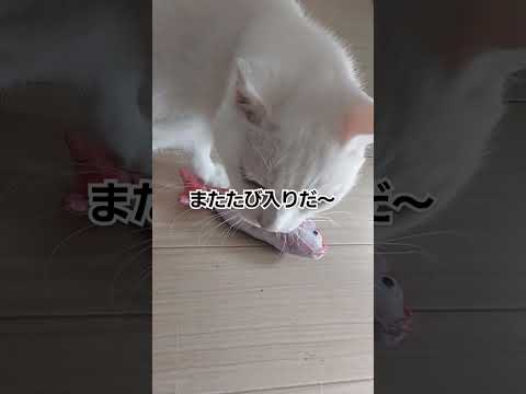 ひたすら猫くんくん