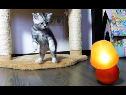 Cute Kitten confused by lamp, But Mom Cat not