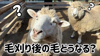 ヒツジの毛刈り後の毛は一体どこへ…？【足立区生物園】