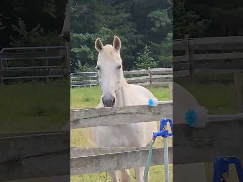 Mesmerizing Horses Galloping in the Pasture! Flies are driving them nuts!