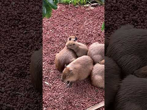 【癒し】カピバラ on カピバラ(伊豆シャボテン動物公園) #capybara #Shorts