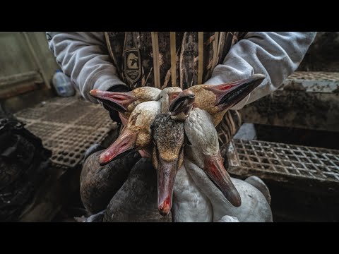 Snow Goose Hunting Illinois| "Love/Hate" - Fowled Reality