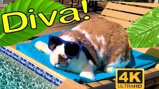 When Your Bunny is a Diva