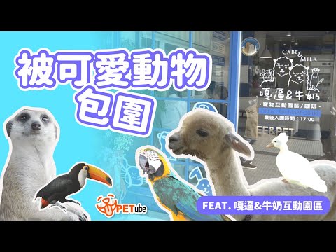 享受被可愛動物包圍 Feat.嘎逼&牛奶互動園區【編走編看】｜#哈寵PETube 第251集