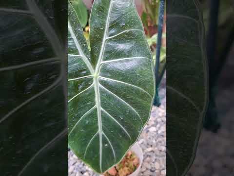 粉紅觀音蓮 #觀葉植物 #alocasia