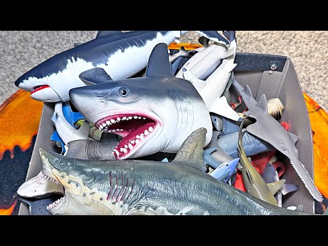 NEW Shark! Sharks & Sea Animals Toys Collection