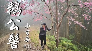 【鵝公髻山】🪿🌸 小百岳#31 迷霧森林 宛如夢境 難得的日暈☀️🫥