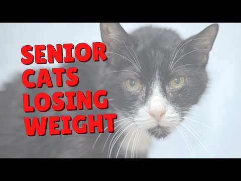 Helping Senior Cats Who Are Losing Weight | Two Crazy Cat Ladies