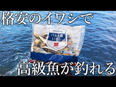 業務スーパーの冷凍イワシで高級魚が釣れる！イワシを撒いて魚を寄せる［するするスルルー釣り］が面白い