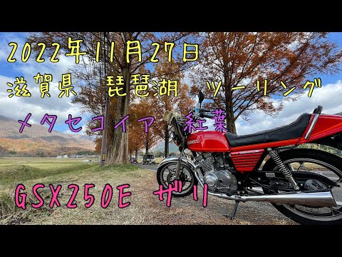 滋賀県　琵琶湖　ツーリング　GSX250E ザリ　メタセコイア　紅葉