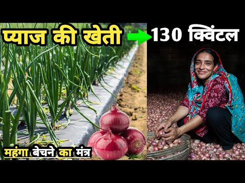 pyaj ki kheti | प्याज की खेती कैसे करें | Onion ki kheti kaise ki jati hai | onion farming