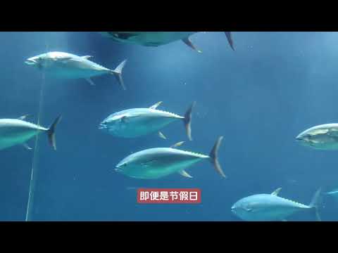 在日本，体验东京葛西临海水族园