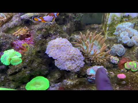 - Tony Nguyen Office Reef tank update 12-20-19 4k