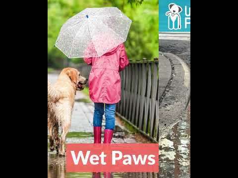 Rain Rain Go Away  #dog #walkies #dogbreed #puppy #dogwalkerlife #dogdog #dogtype #dogwalk