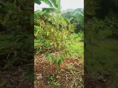 7 Months durian tree #tree #durian