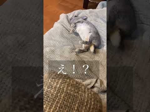 寝方ほぼ人#うさぎ#うさぎのいる暮らし