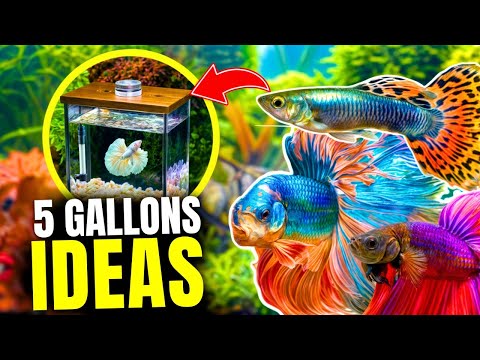 Best Fish for 5 Gallon Tanks: Our Top 10 Picks